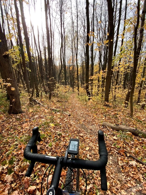 Cycling through an autumn forest